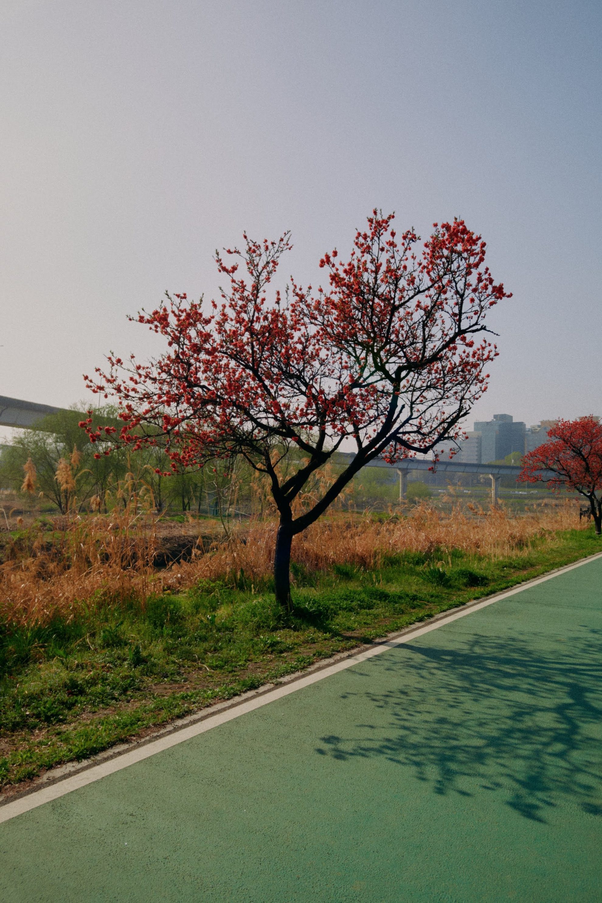 07 korea running4